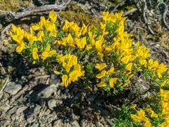 Genista verae