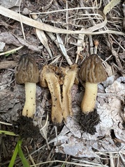 Morchella populiphila