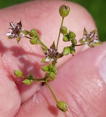 Microbotryum stellariae