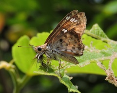 Caprona ransonnettii