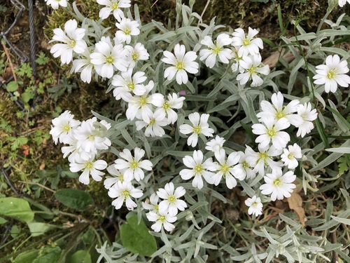 Snow in summer (Cerastium tomentosum)