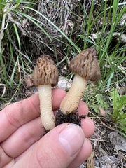 Morchella populiphila