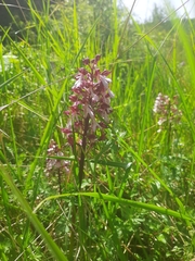 Orchis purpurea