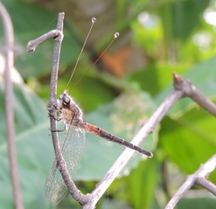 Ascalaphus dicax