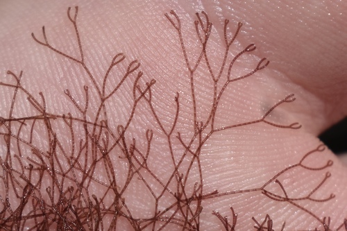 Gayliella flaccida observed 2022-05-15