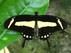 Heraclides torquatus