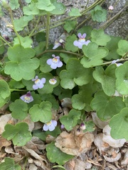 Cymbalaria muralis