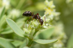 Camponotus feae