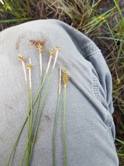 Carex exilis