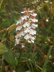 Orchis purpurea