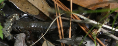 Desmognathus valtos