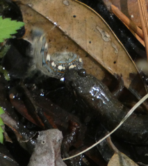 Desmognathus valtos
