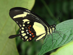 Heraclides torquatus