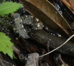 Desmognathus valtos
