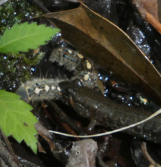 Desmognathus valtos