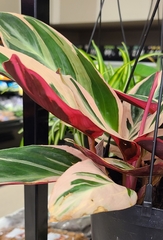 Excoecaria cochinchinensis