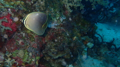 Chaetodon baronessa