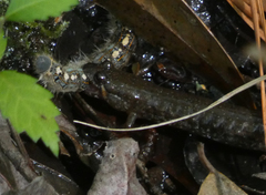 Desmognathus valtos