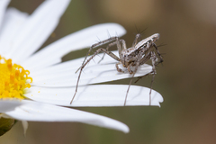 Oxyopes kraepelinorum