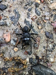 Sphodros niger