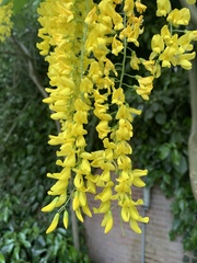Laburnum anagyroides
