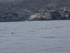 Pelecanoides garnotii