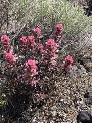 Castilleja angustifolia