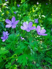 Geranium asphodeloides