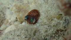 Euprymna