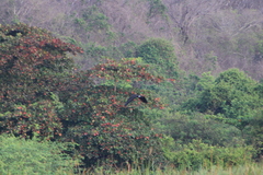 Buteogallus anthracinus