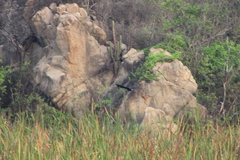Buteogallus anthracinus