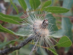 Thaumetopoea solitaria