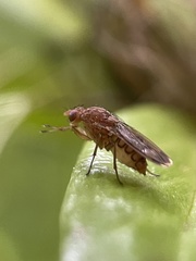 Suillia variegata
