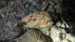 Cymbiola vespertilio