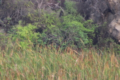 Buteogallus anthracinus