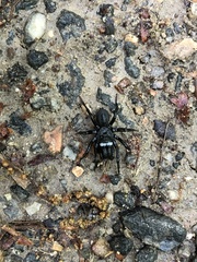 Sphodros niger