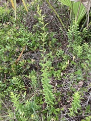 Solidago chapmanii image
