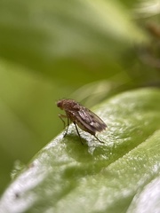 Suillia variegata