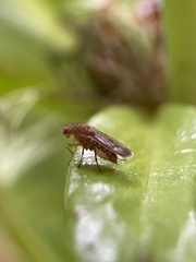 Suillia variegata