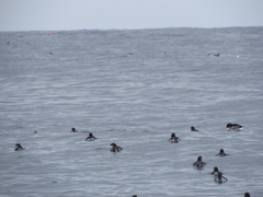 Pelecanoides garnotii