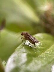 Suillia variegata