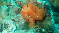 Antennarius commerson
