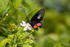 Parides zacynthus