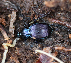 Sphaeroderus stenostomus