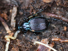 Sphaeroderus stenostomus