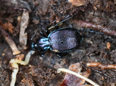 Sphaeroderus stenostomus