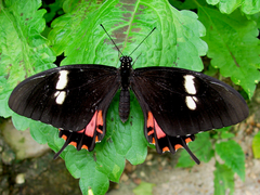 Heraclides torquatus