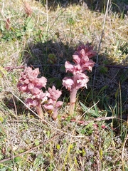 Orobanche caryophyllacea