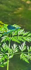 Calopteryx virgo