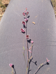 Streptanthus polygaloides